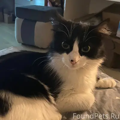 Пропала кошка возле Шахтеров 1...