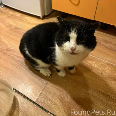 Древлянка!! был найден кот 11 ...