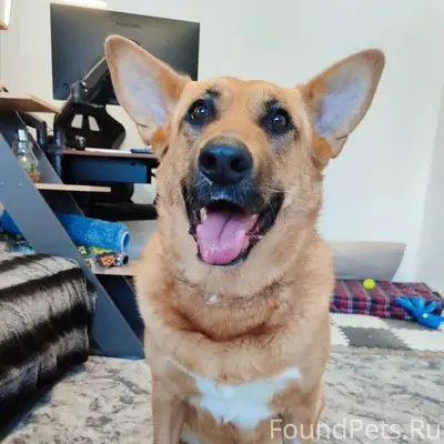 Найдена собака, окрас рыжий с ...