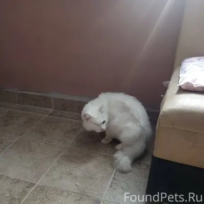 Срочно! Найден кот! В подъезде...