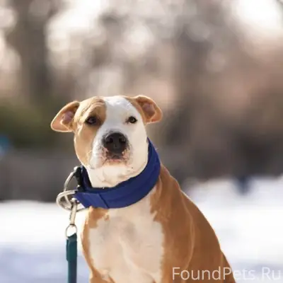 ‼️Помогите найти собаку‼️Ребят...