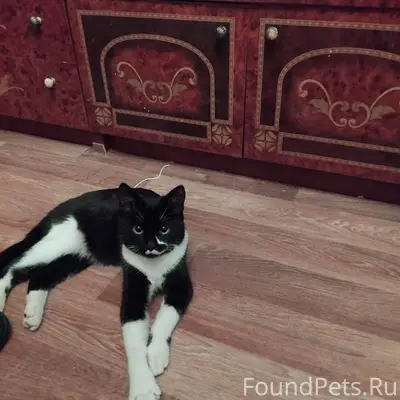 Феликс, котик подросток, приме...