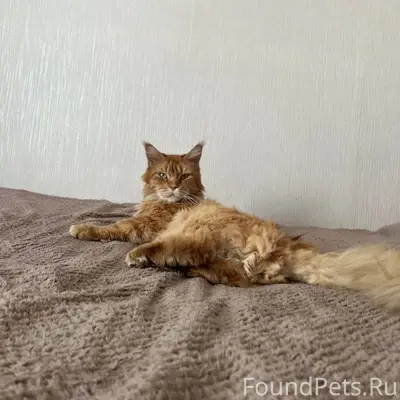 ⚠️ПРОПАЛ ВАЖНЫЙ ЧЛЕН СЕМЬИ⚠️ В...