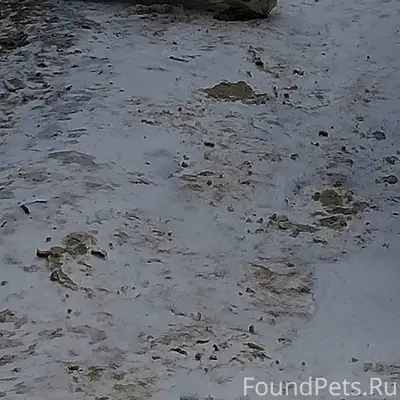 Найдена бело-серая кошка(кот)....