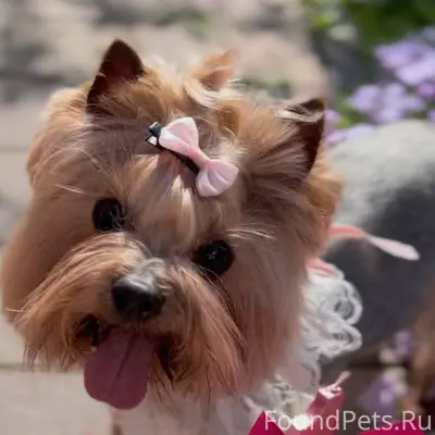 Пропала собака породы йоркширс...