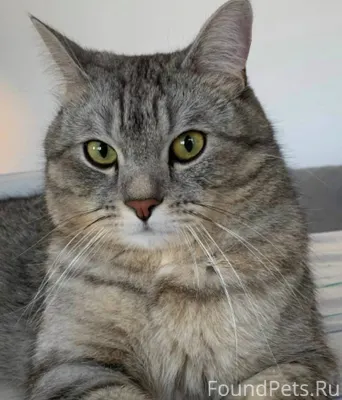 Пропал кот, Сева, серый, полос...