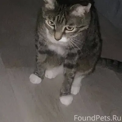 Пожалуйста,помогите найти кота...