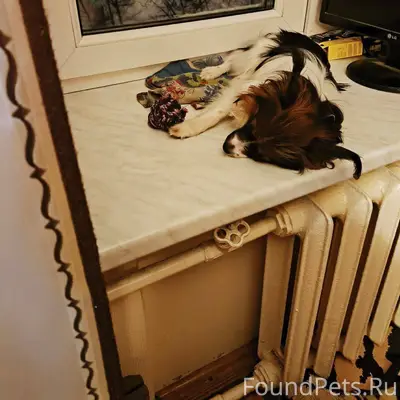 ⚠️ Пропал(а) собака 📍 Москва.....