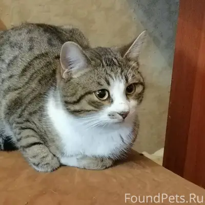 Здравствуйте. Найден кот. Прол...