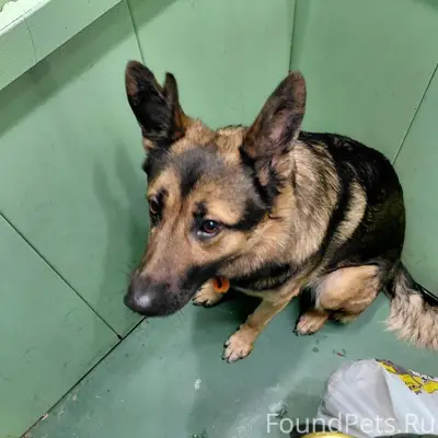 ❗Найдена собака породы овчарка...