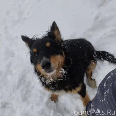 🐕Пропал молодой пёс, кто то от...