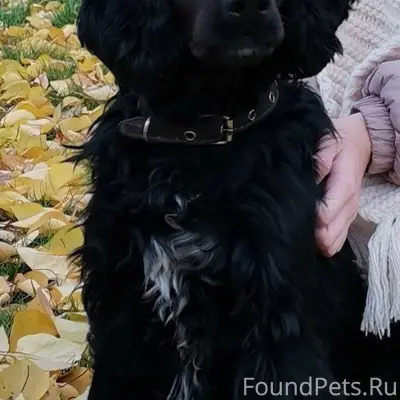 Потерялся пёс породы Спаниель ...