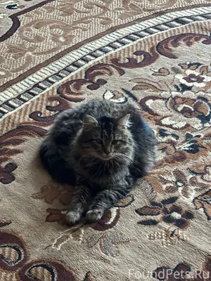 Пропал кот по кличке Макс,в...