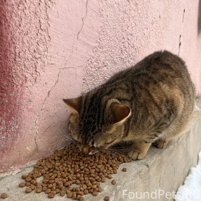 По адресу Приборостроительная,...