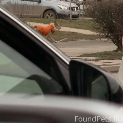 Добрый день 👋🏼 Потерянная соба...