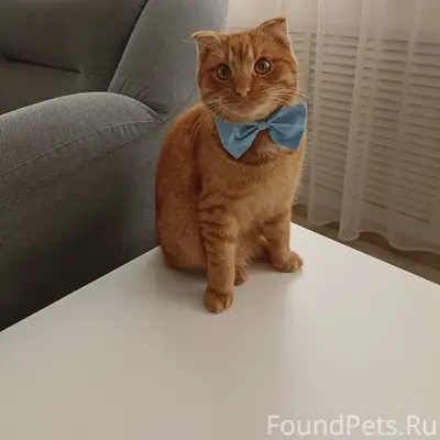 😿 ПРОПАЛ КОТ! ПОМОГИТЕ НАЙТИ! ...