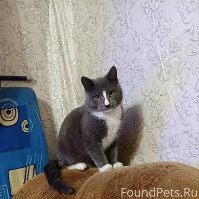 Все еще не найден котенок! Уше...