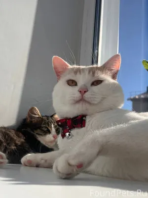 Всем добрый день!Пропал кот в....