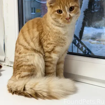 Найден кот, по всей видимости ...