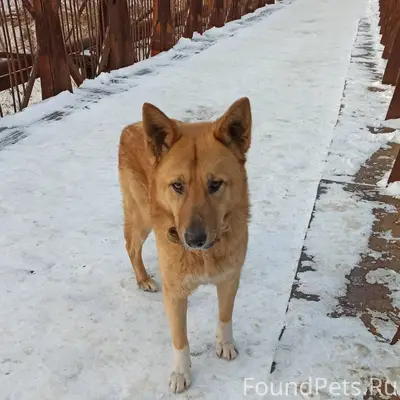 Внимание❗❗❗Камброд❗❗❗ Пес уже ...