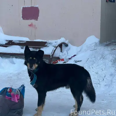 Ищем хозяина! Около недели наз...