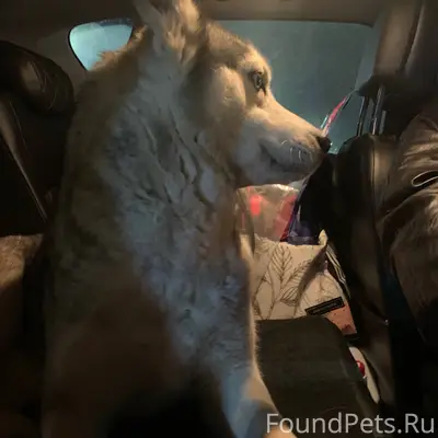 Найдена собака хаски девочка, ...