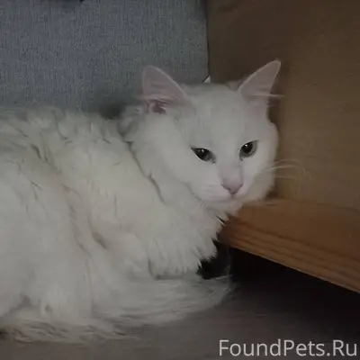 Найден кот или кошка на ул...