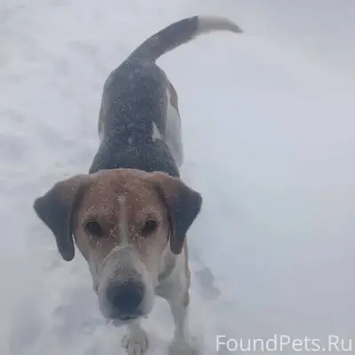 Найдена собака. Охотничья. в р...