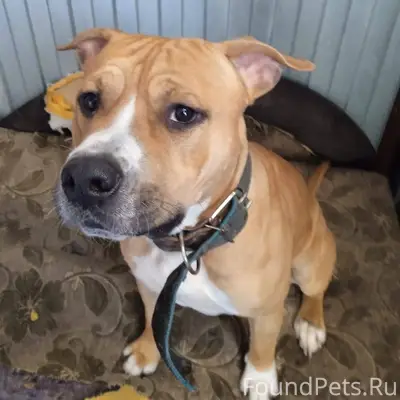 Внимание! Мы нашли собаку и оч...