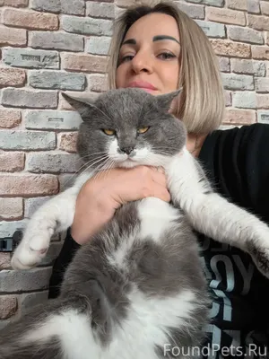 Пропал кот! В городе Шахты, ра...