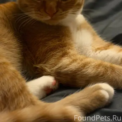 Прошу репост!!!! Пропал кот в ...