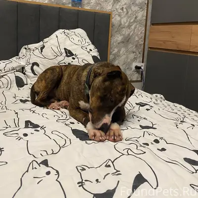 Здравствуйте, сегодня нашли со...