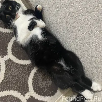 Пропал кот‼️ Район Мельница, у...