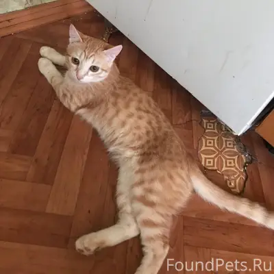 Пропал котенок,по имени «Рыжик...