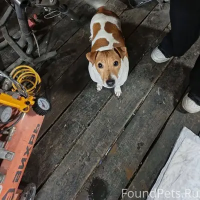 Найдена собака, девочка, без о...