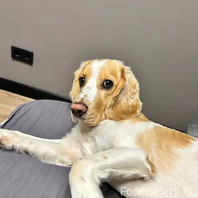 Срочно! В 19 часов убежала соб...