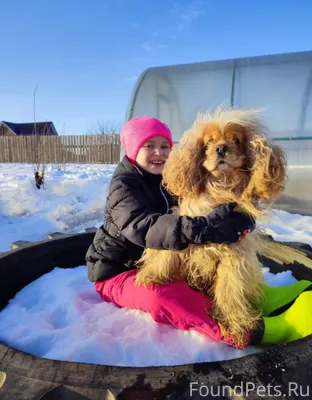 Пропал пёс. Убежал из дома. По...