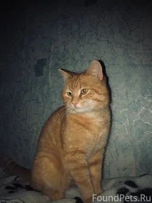 Пропал кот,в районе ща,более.....