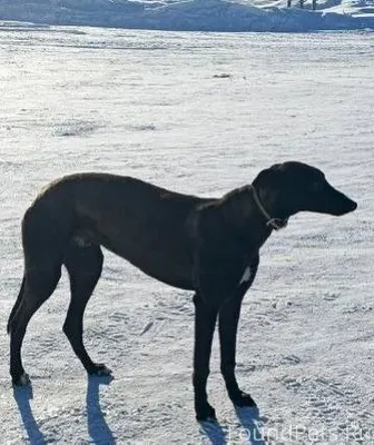 ‼️Нашлась и пропала собака‼️ Д...