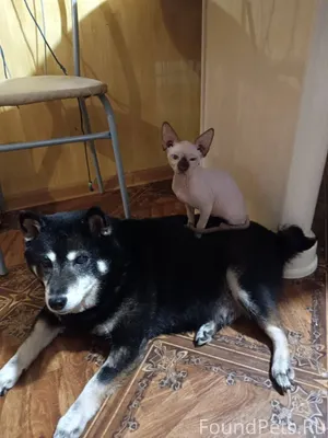 Пропала собака, кто видел прос...