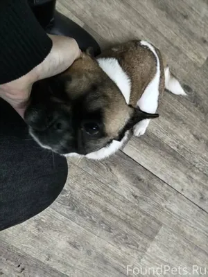 Здравствуйте, собаку французск...