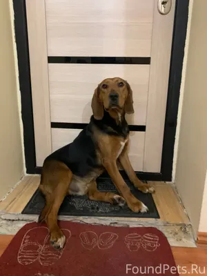 Добрый вечер! Найдена собака, ...