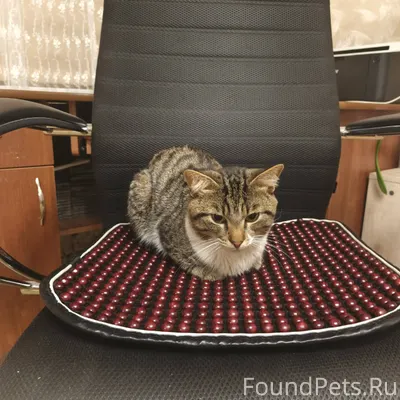 Помогите пожалуйста найти кота...