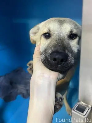 🆘🆘🆘🆘🆘 Галочка. Галчонок... Сро...