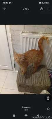Найдена кошка. Пос Ровное. Кош...