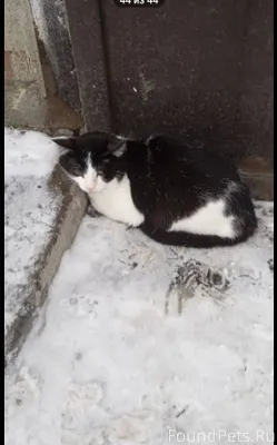 Чей потеряшка? Вчера, на Клима...