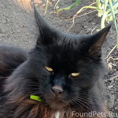 Пропал кот на Зелёной. Третий ...