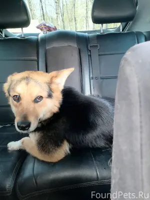 Пропала собака! Кличка "Альма"...