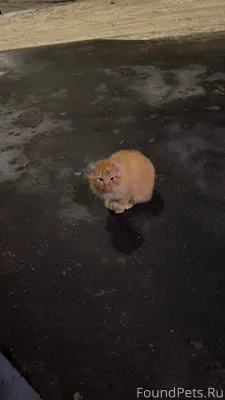 Рыжий кот бродит по улице, кри...