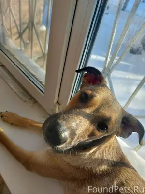 Пропала собака! Пожалуйста, ма...